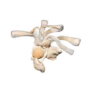 Psilocybe Natalensis (P.Natalensis) - 7grams