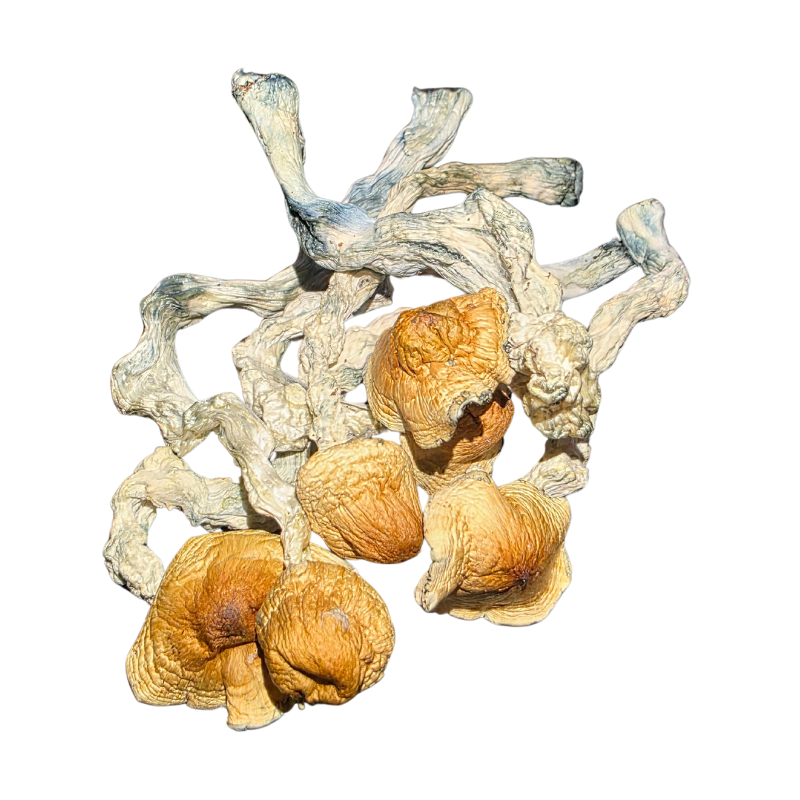 Golden Teacher