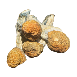 Pumpkin Monkey Business (PMB)